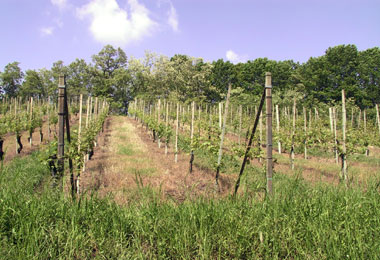 Vigneto