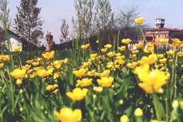 "Fiori" di Simone Loda