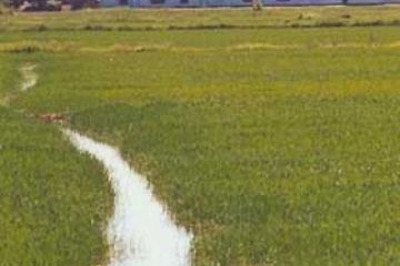 "Marcita" di Giorgio Farinetti