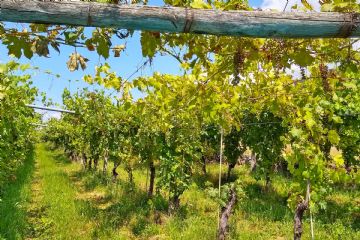 Bollettino difesa vite 1/2026