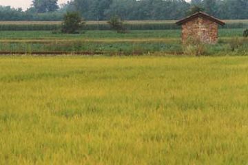 "Coltivazione Riso" di Mauro Quaregna