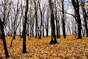 "Collina - Paesaggio Autunnale" di Simone Loda